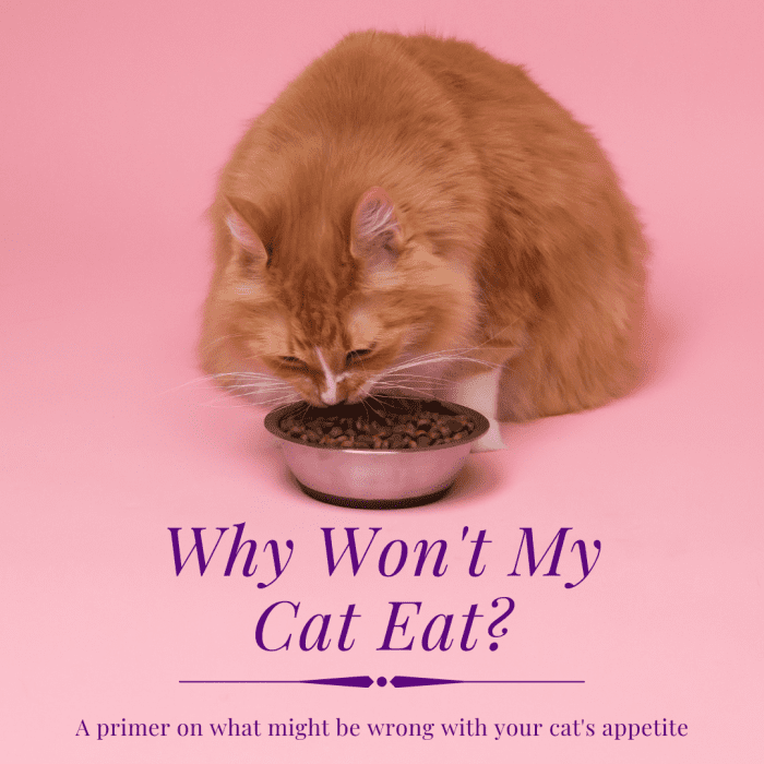 Why Won't My Cat Eat? PetHelpful