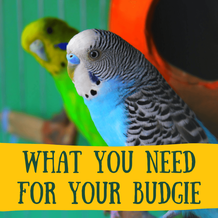 Getting a Budgie: Things You Need - PetHelpful