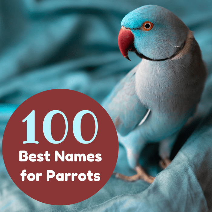 От Эгги до Зеда, ознакомьтесь с алфавитным списком замечательных имен попугаев и получите несколько советов о том, как выбрать идеальное имя для своей птицы!