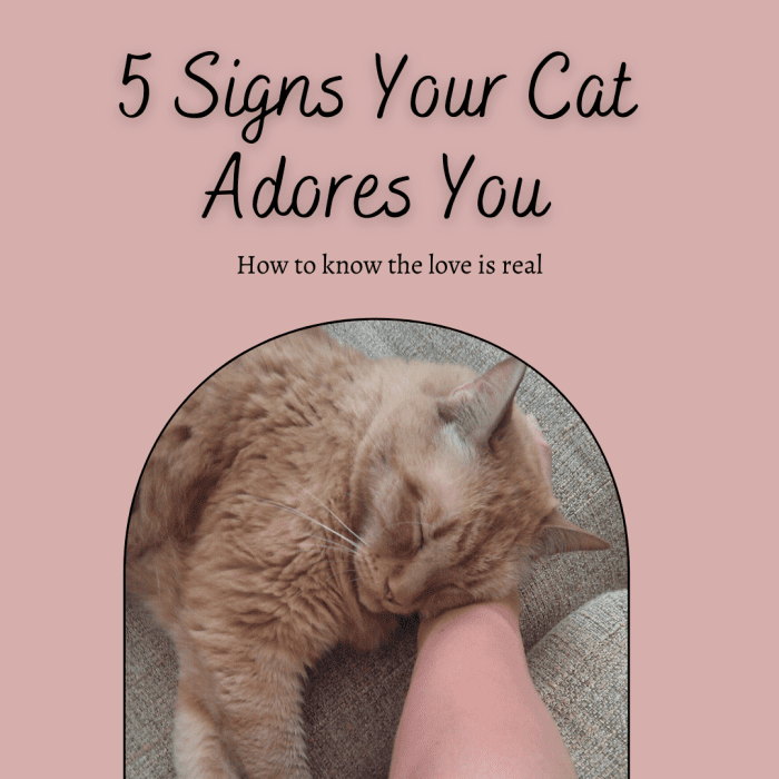 This article will break down five surefire signs that your feline family member absolutely adores you.