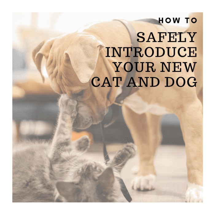 Ваша кошка и новый щенок могут встретиться и поладить.
