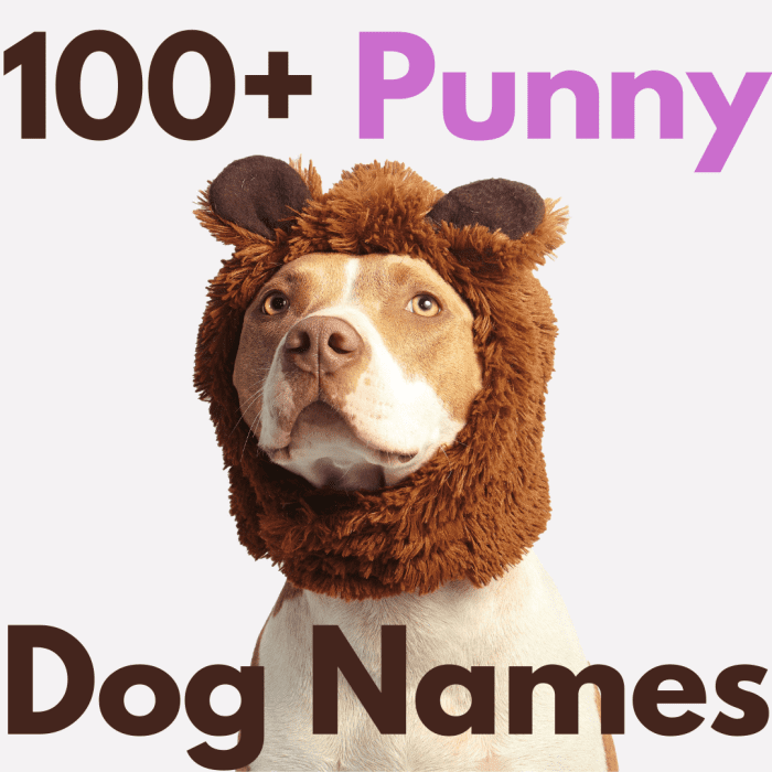 100 Punny And Funny Dog Names With Steps To Create More 
