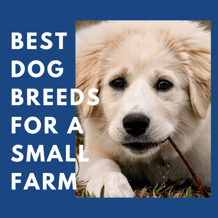 best dog breed for hobby farm