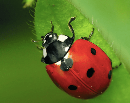 The State Insect of Massachusetts: the 7-Spotted Ladybug