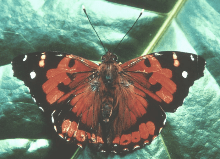 The State Insect of Hawaii: the Kamehameha Butterfly