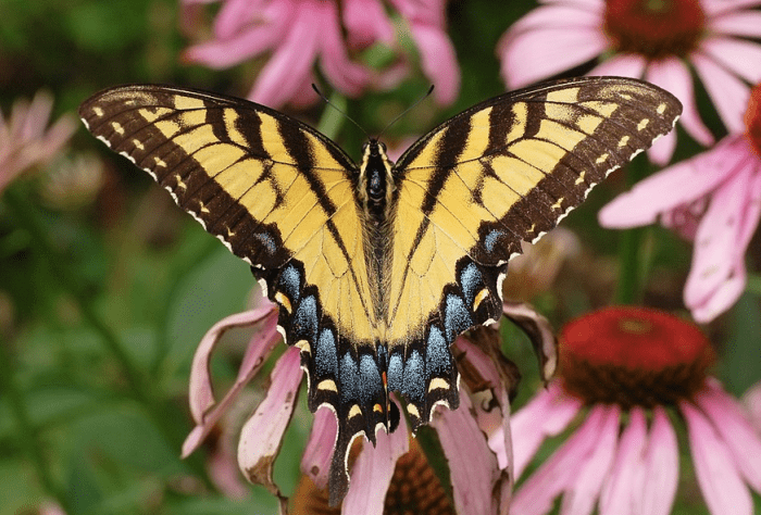 The State Butterfly of Georgia: the Eastern Tiger Swallowtail