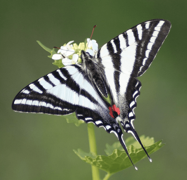The State Butterfly of Tennessee: the Zebra Swallowtail