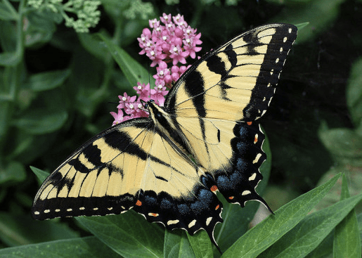 The State Insect of Virginia: The Tiger Swallowtail Butterfly