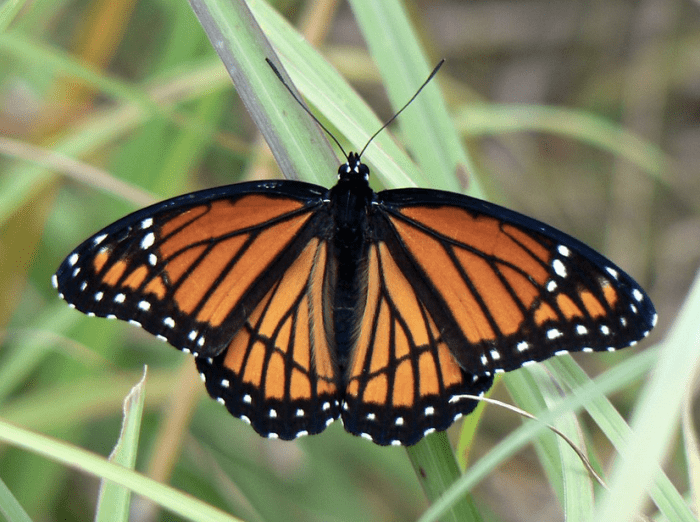 The State Insect of Kentucky: the Viceroy Butterfly