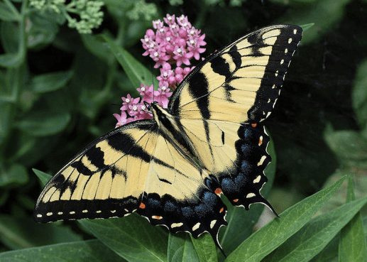 The State Insect of South Carolina: the Eastern Tiger Swallowtail