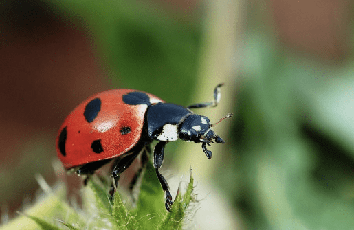 The State Insect of Ohio: the 7-Spotted Ladybug