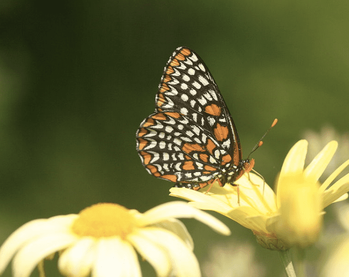 The State Insect of Maryland: the Baltimore Checkerspot