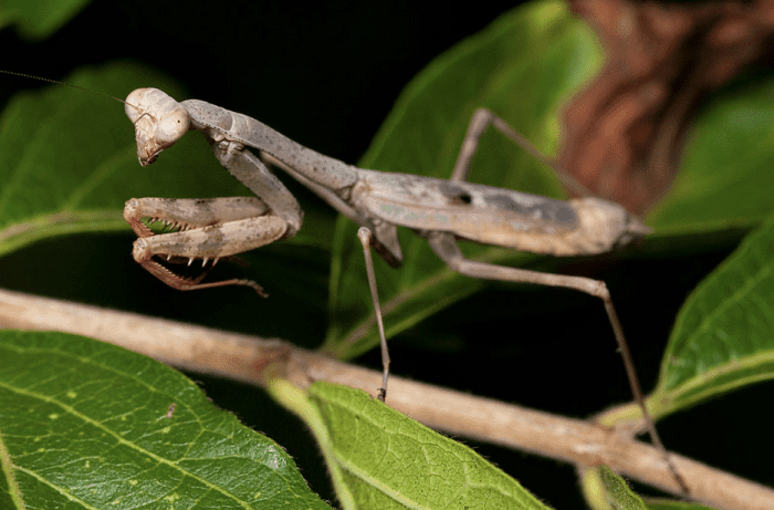 The State Insect of South Carolina: the Carolina Mantis
