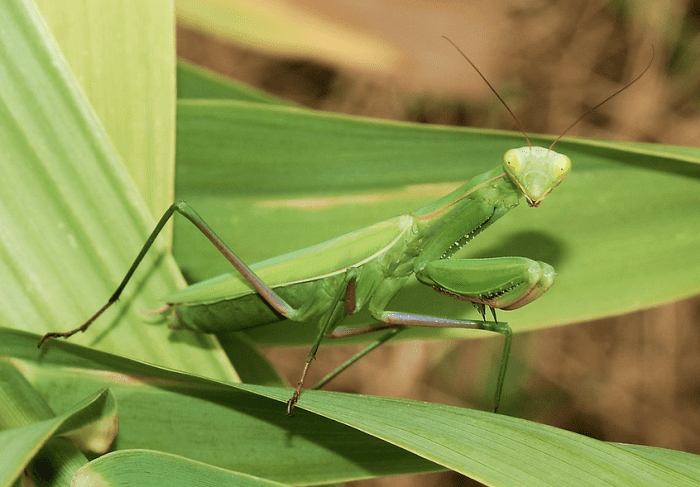 The State Insect of Connecticut: the European Mantis