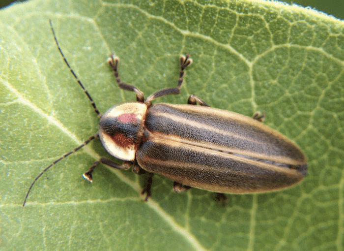 The State Insect of Pennsylvania: the Pennsylvania firefly