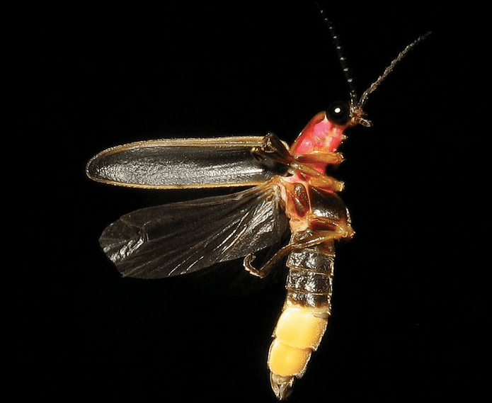 The State Insect of Tennessee: Common Eastern Firefly