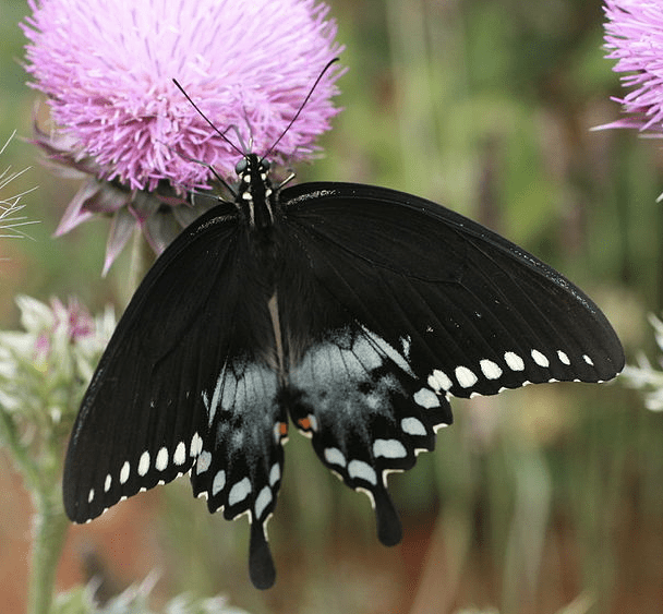 The State Insect of Mississippi: the Spicebush Swallowtail
