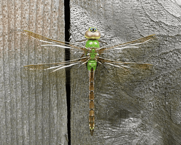 The State Insect of Washington: The Green Darner Dragonfly