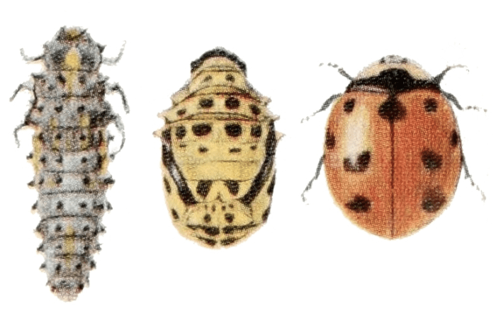 The State Insect of New York: the 9-Spotted Ladybug