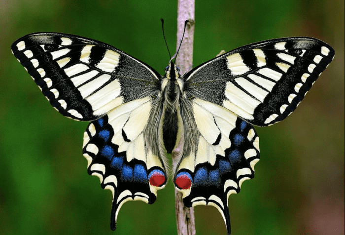 The State Insect of Oregon: the Oregon Swallowtail