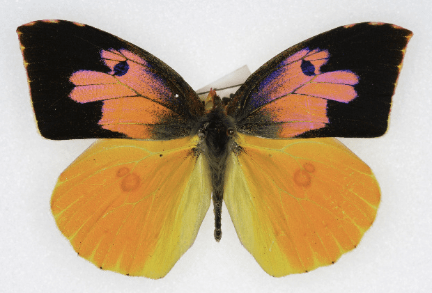 The State Insect of California: the California Dogface Butterfly