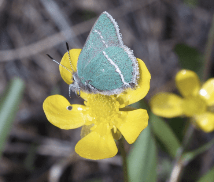 The State Butterfly of Wyoming: Sheridan's Green Hairstreak