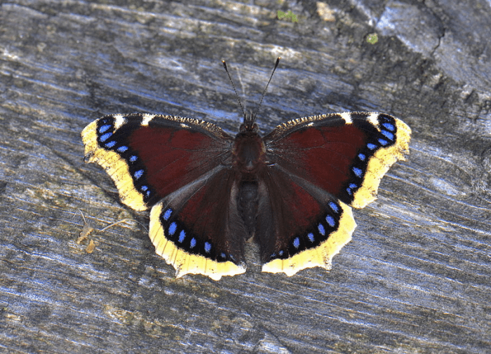The State Insect of Montana: the Mourning Cloak Butterfly