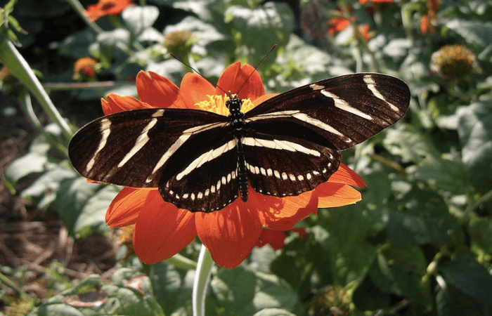 The State Insect of Florida: the Zebra Longwing