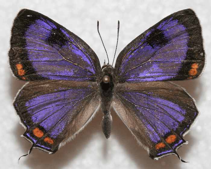 The State Insect of Colorado: the Colorado Hairstreak