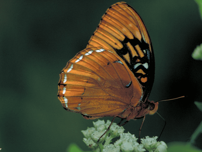 The State Butterfly of Arkansas: the Diana Fritillary