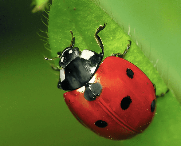 The State Insect of Delaware: the 7-Spotted Ladybug