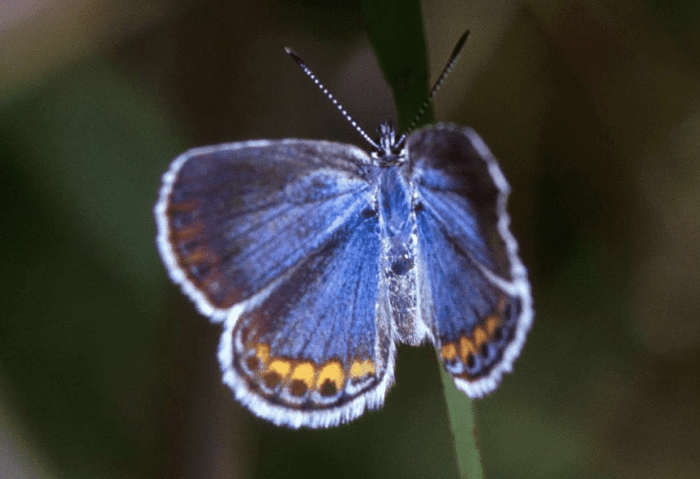 The State Butterfly of New Hampshire: the Karner Blue