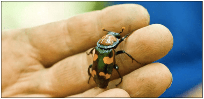 A beautiful American Burying Beetle. Note the orange tips on the antennae.