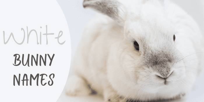 350-bunny-names-for-your-floppy-eared-friend-from-acorn-to-zeus