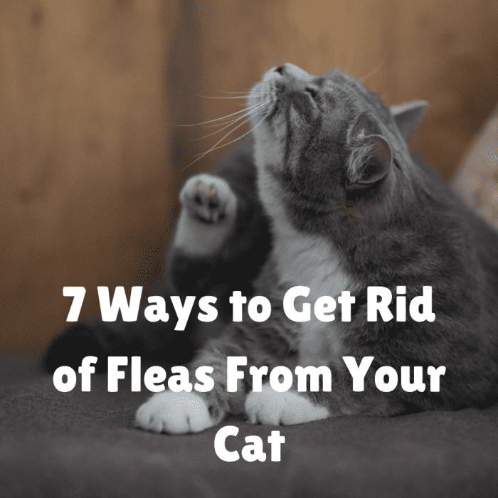 7 Ways to Get Rid of Fleas From Your Cat PetHelpful