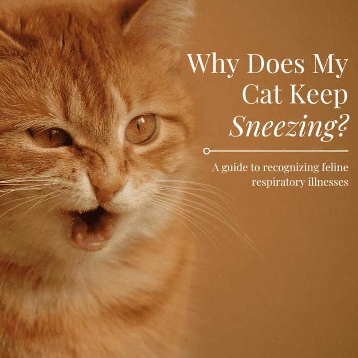 Why Is My Cat Sneezing so Much? 