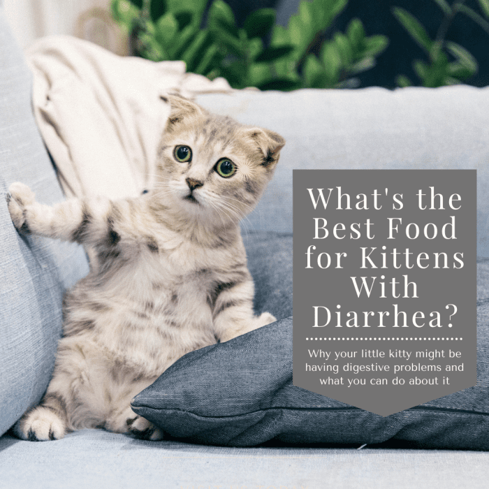 This guide will help you figure out why your kitty might have diarrhea and how you can help get her digestive system back on track.