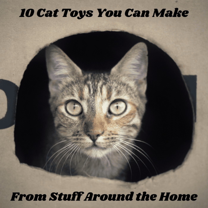 This article will provide 10 examples of cat toys you can make from common things you can find around the home.