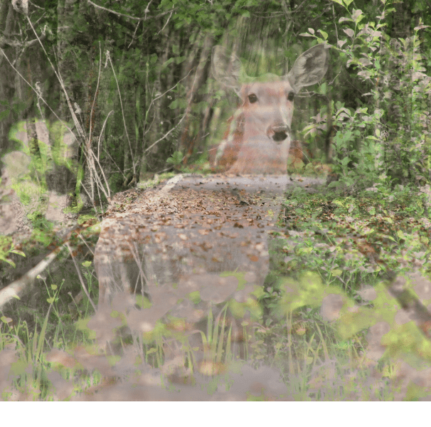 Transparent deer photo on top another image.