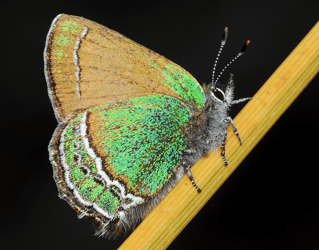 Underside of the Sandia hairstreak butterfly showing green and silvery stripe