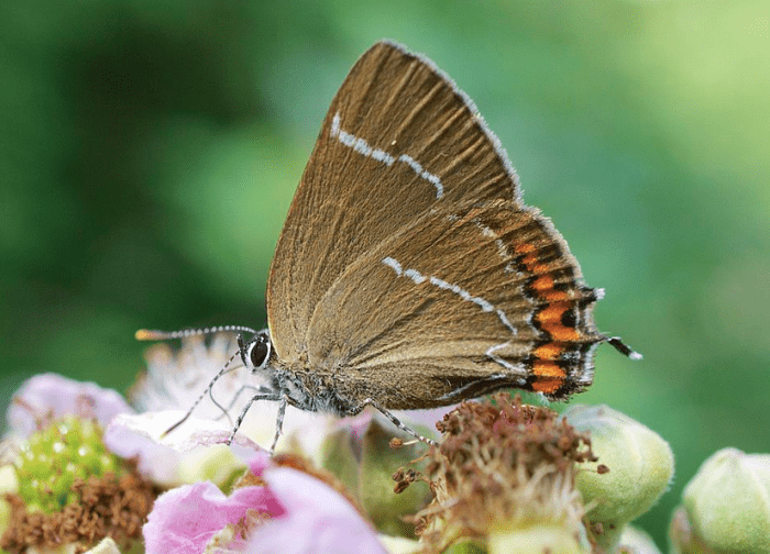 A typical hairstreak butterfly showing its "tails."