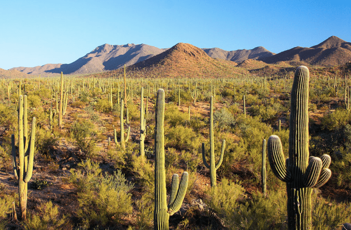 Typical habitat of the Sandia Hairstreak, New Mexico's state butterfly.
