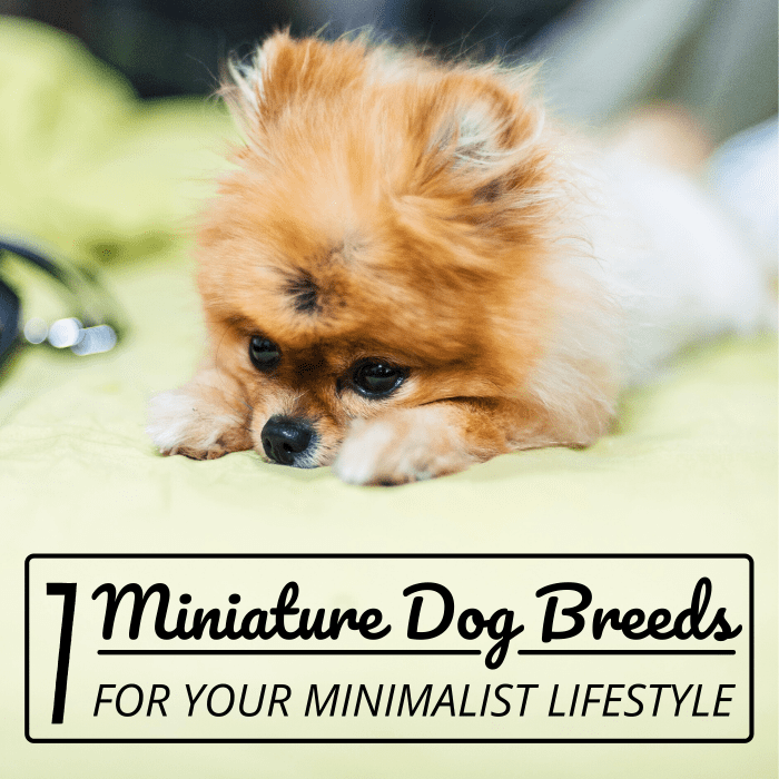 Toys and Teacups The 7 Best Miniature Dog Breeds PetHelpful