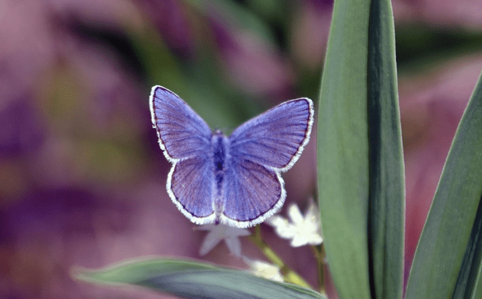 new-hampshire-state-butterfly-karner-blue