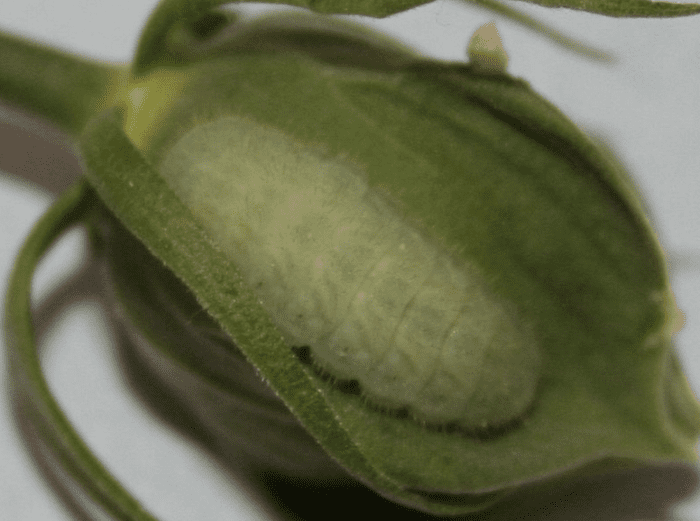 Typical caterpillar in the subfamily Polyommatinae, the blues.
