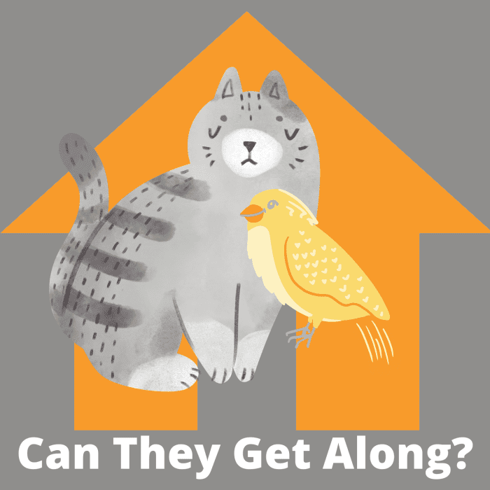 Can Cats and Birds Live Together in the Same House? PetHelpful