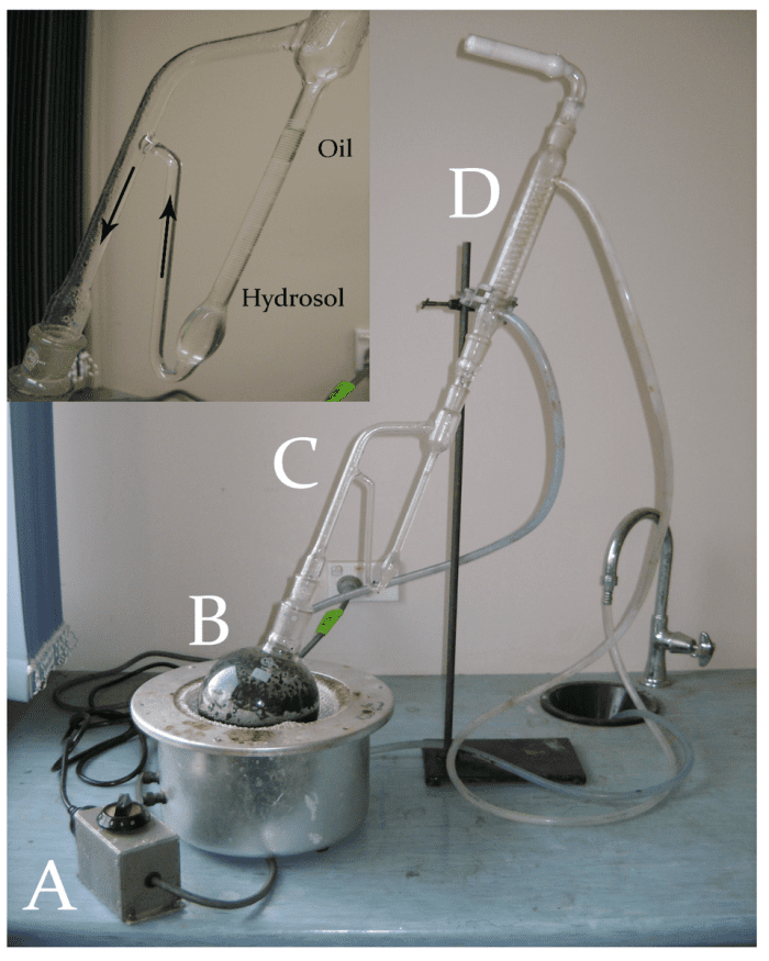 (A) Power regulator; (B) Heating mantle with round bottom flask containing water and aromatics; (C) Apparatus which returns the hydrosol to the still and maintains the essential oils; (D) The condenser.