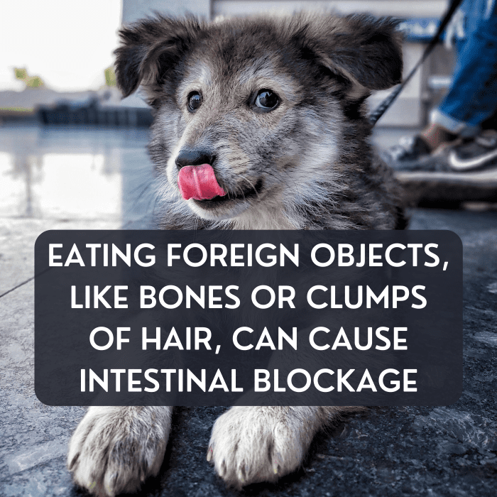 15 Causes of Mucus in a Dog's Stool PetHelpful