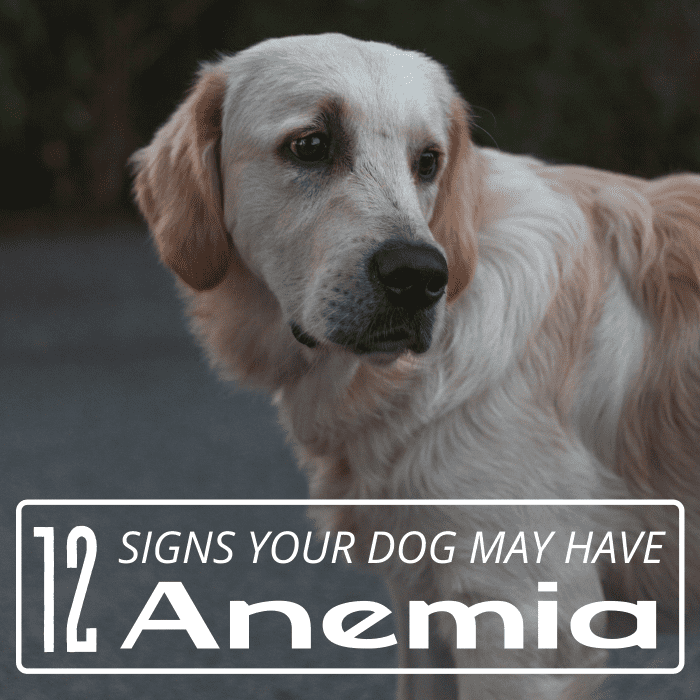 Anemia can be difficult to detect in dogs, but the sooner it's noticed, the less likely your pal is to suffer from serious complications.