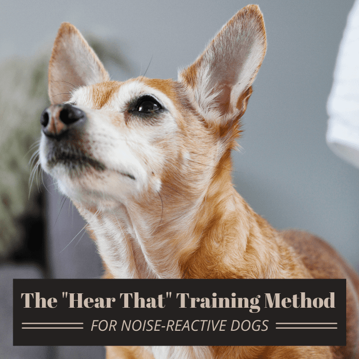 The "Hear That" Method for Dogs That Are Reactive to Noise PetHelpful